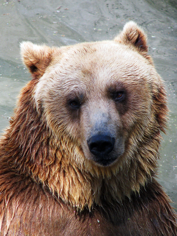 Brown Bear Looking at the camera with wet fur
