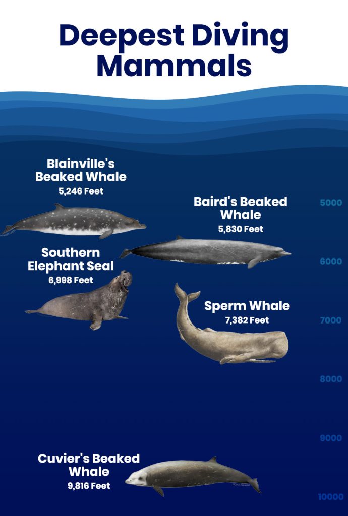 The Deepest Diving Animals Chart with Blainville's Beaked Whale, Baird's Beaked Whale, Southern Elephant Seal, Sperm Whale, and Cuvier's Beaked Whale