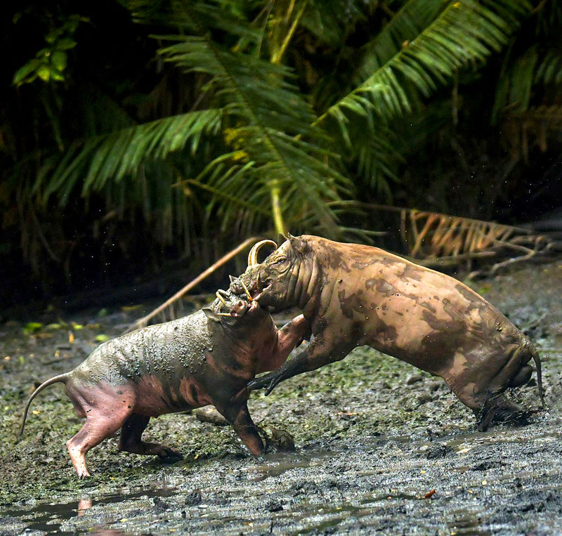 Two babirusas fighting with their tusks