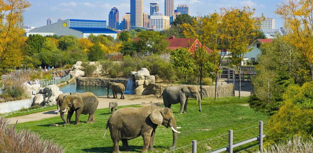 Elephants at the Denver Zoo with the skyline in the background
