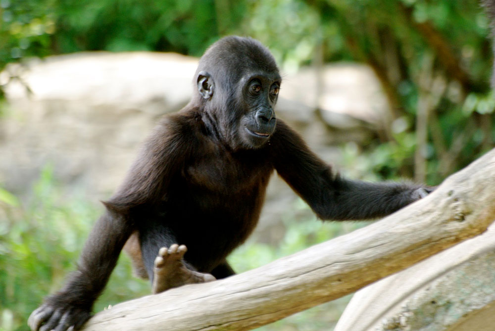 Baby Western Gorilla climbing on a branch
