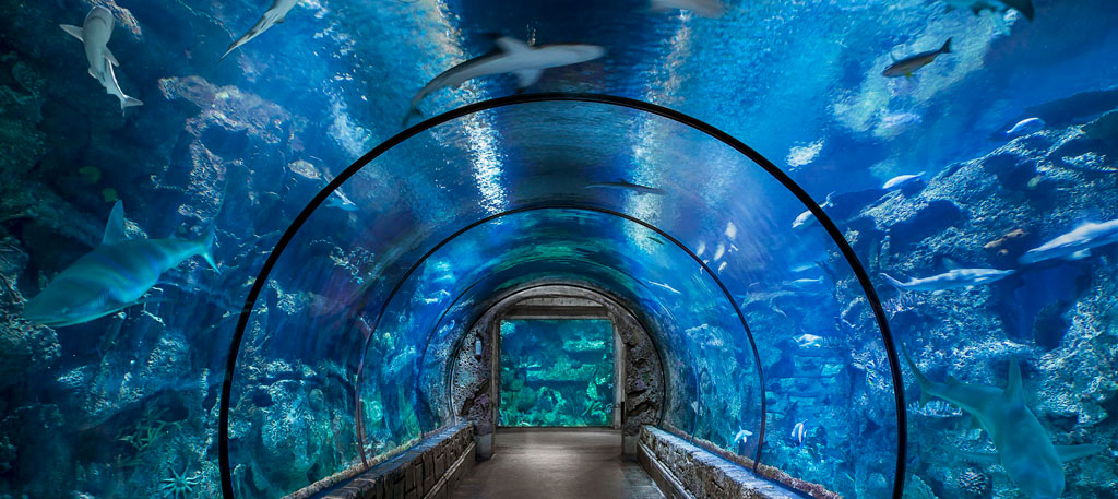 Shark Reef Tunnel in Mandalay Bay Vegas