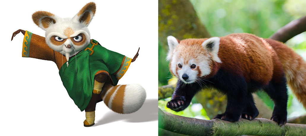 What Animal is Master Shifu?