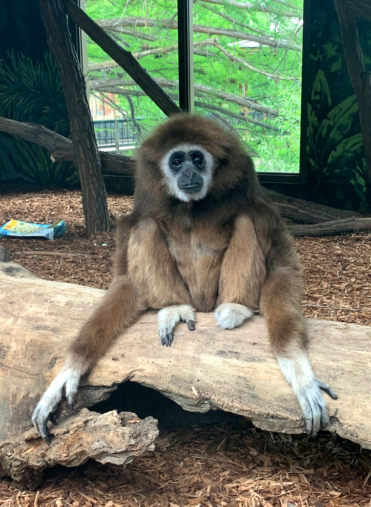 A monkey sits on a log at the zoo boise