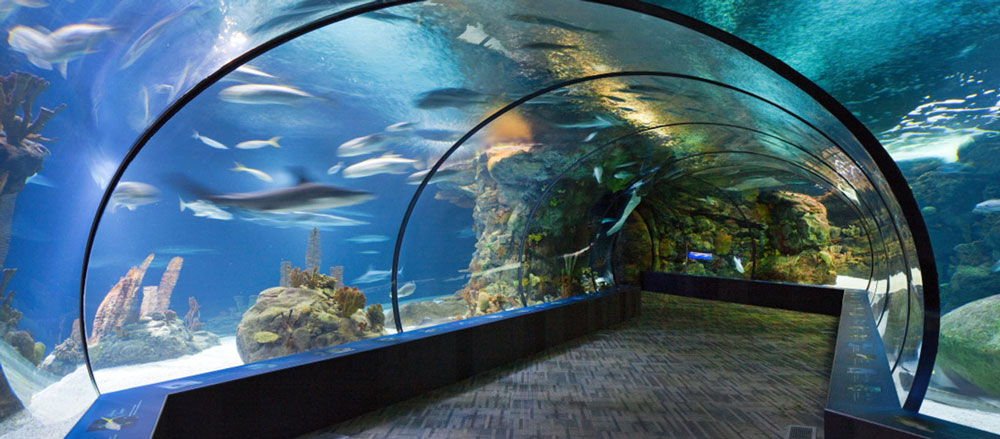 Omaha Zoo Aquarium walk through tunnel with sharks