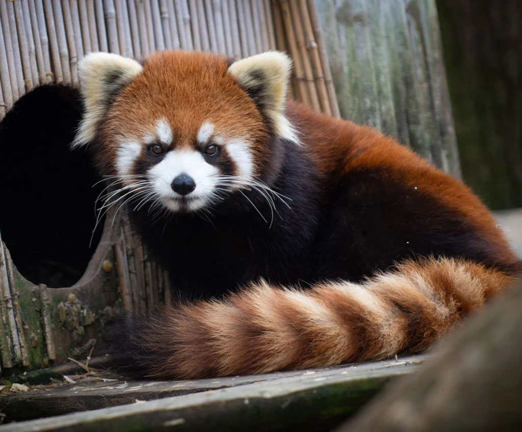 A Red Panda sitting in its home