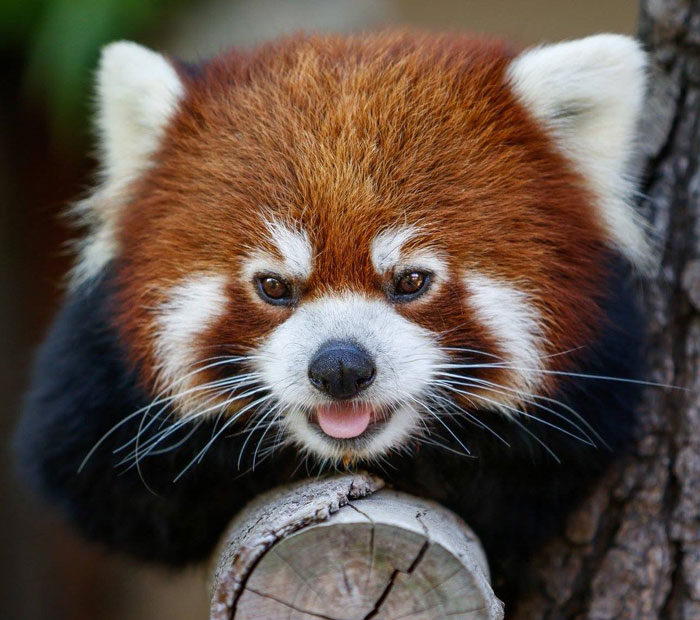 Endangered Red Panda at the San Diego Zoo