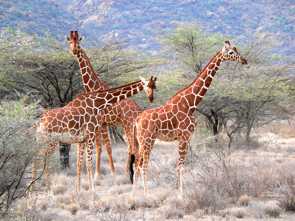 A herd of reticulated giraffes in the wild
