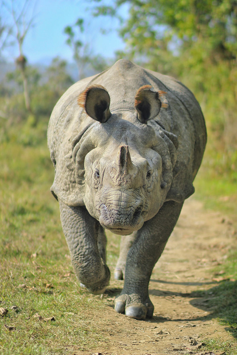 Greater Indian Rhinoceros