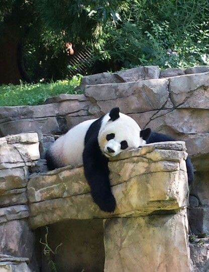 Giant Panda laying on a rock