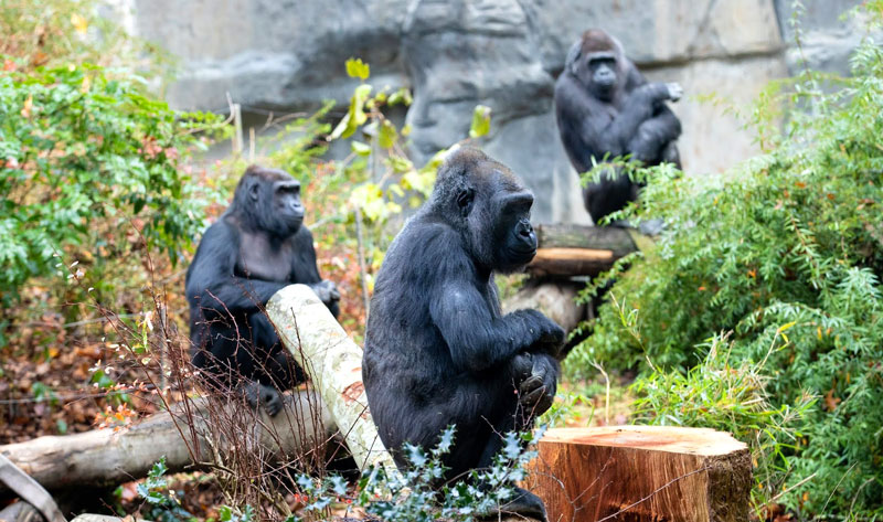 Western lowland gorillas at the Woodland Park zoo immersion habitat exhibit