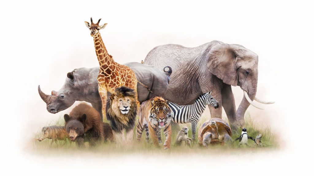 Zoo animals all together including elephant, giraffe, rhino, bear, lion, tiger, zebra, baboon, tortoise, penguin, lizard, and pig