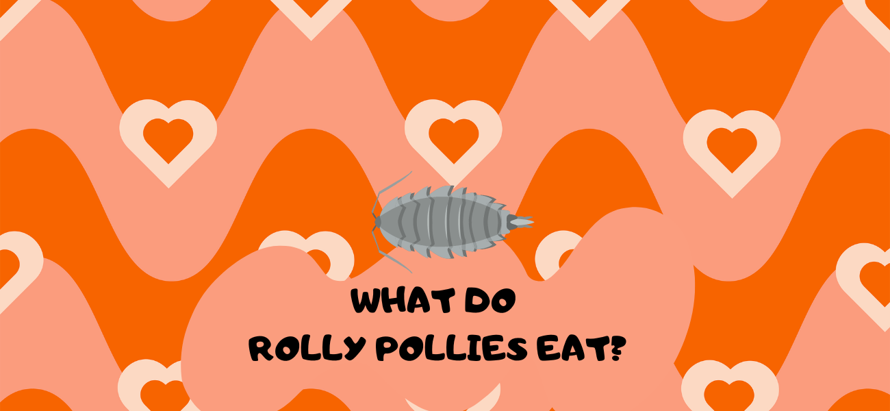 What Do Rolly Pollies Eat The Big Zoo