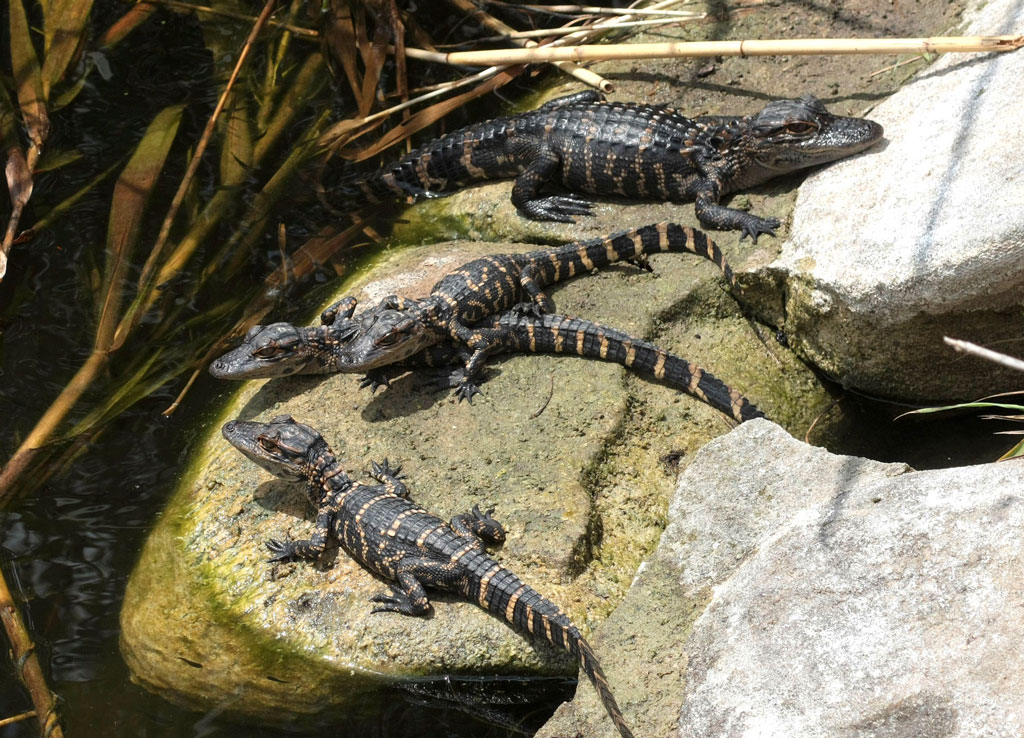 4 Baby Alligators Sitting on a rock out of the water