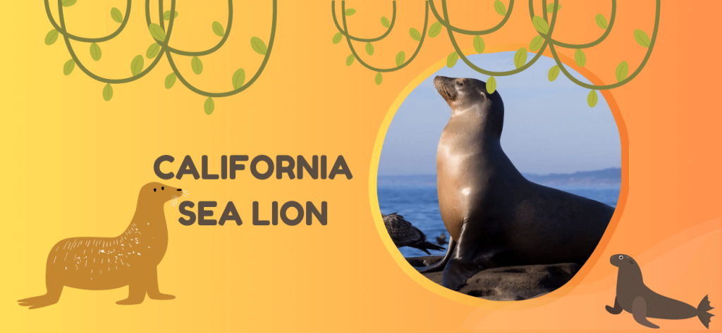 California Sea Lion