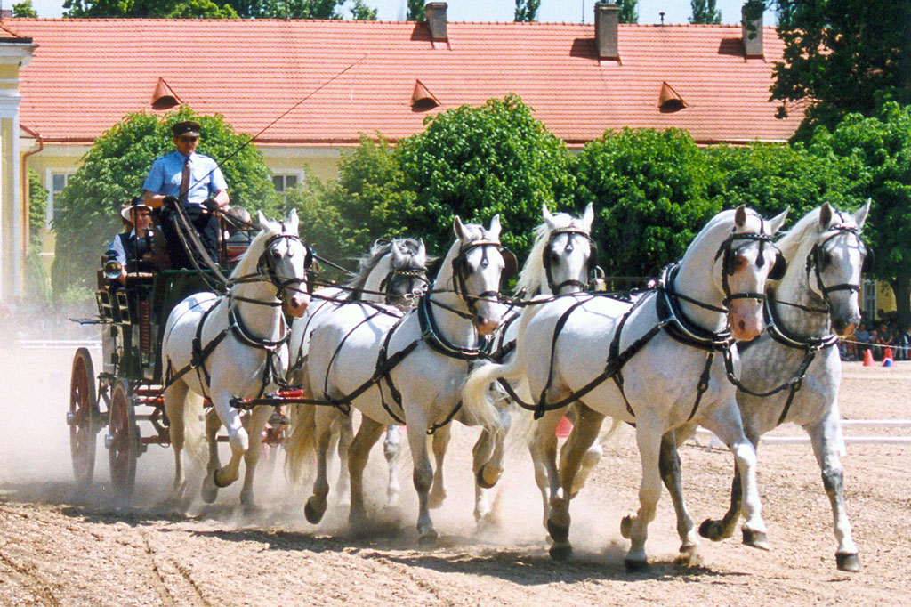 Group of Kladruber bread horses of the grey variety