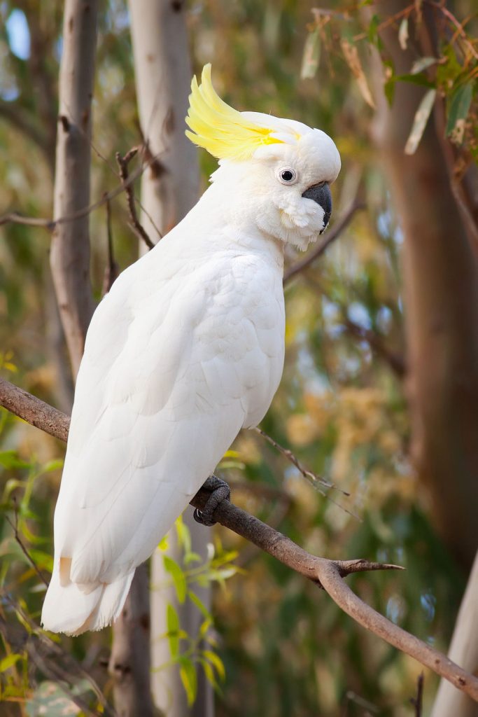 A Cockatoo sitting on a branch