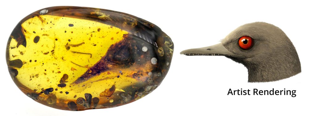 Artist rendering of the Oculudentavis and the amber where the fossil was found of the eye tooth bird