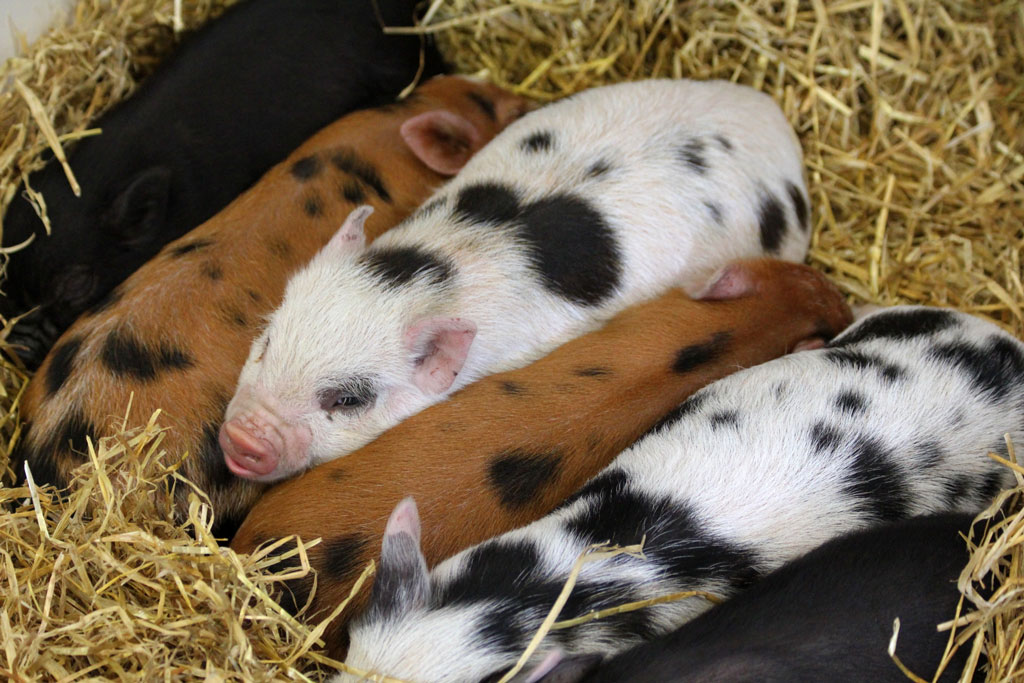 Six piglets with spots and varying colors of white, black, and brown