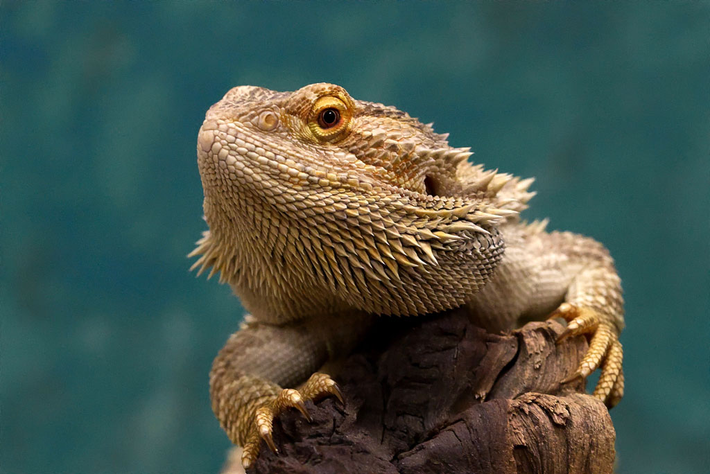 Bearded Dragon sitting on a tree branch looking at the camera