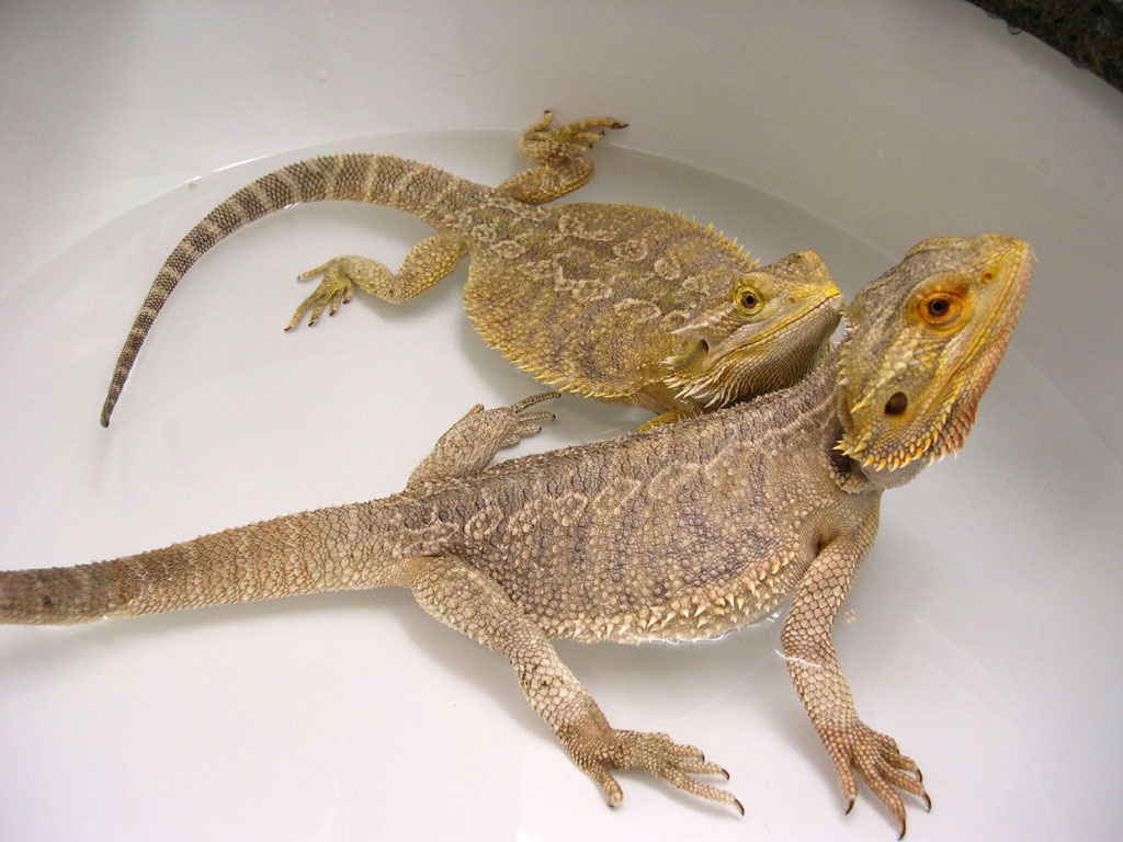 Two Bearded dragons sitting in water
