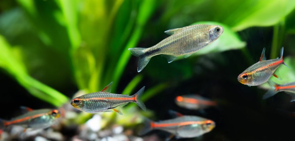 Cardinal Tetra