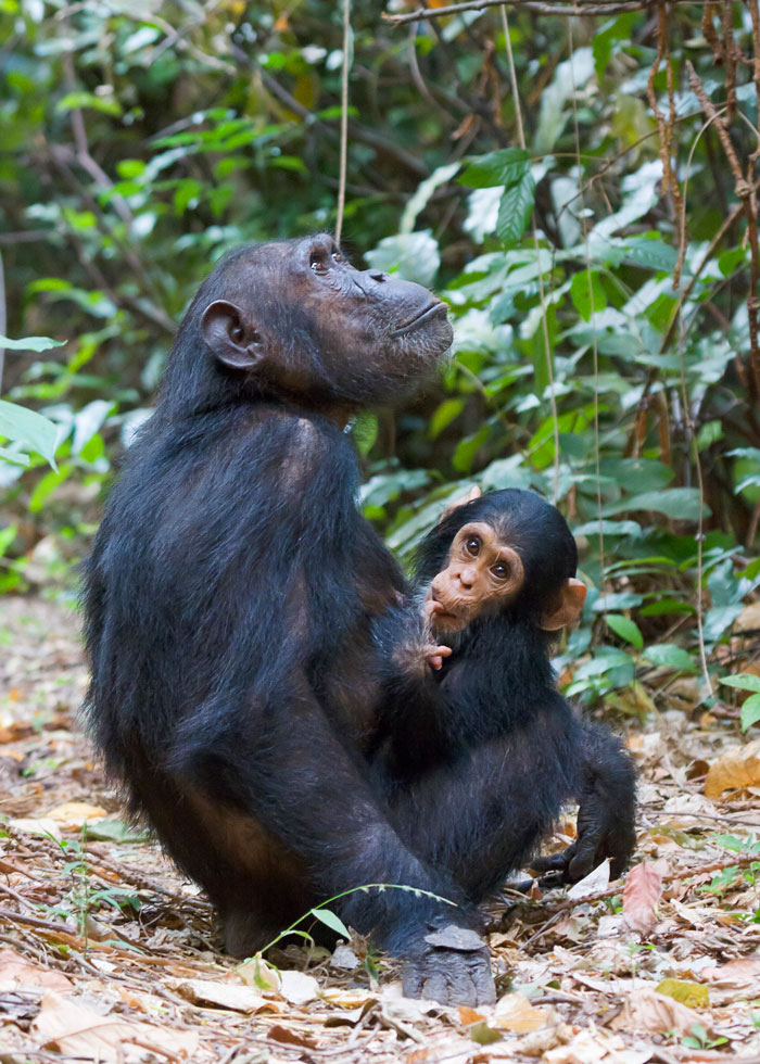 Chimpanzee mother and Chimp baby