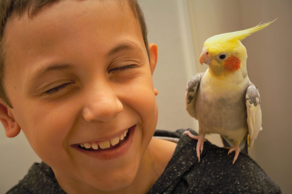 Cockatiel bird on a boy's shoulder