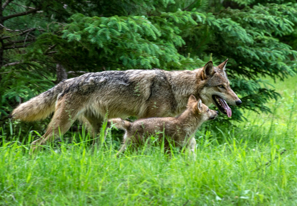 An adult coyote and a baby walking beside it