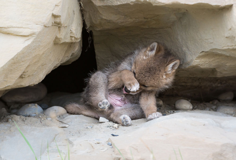 Cute picture of a baby coyote pup cleaning himself