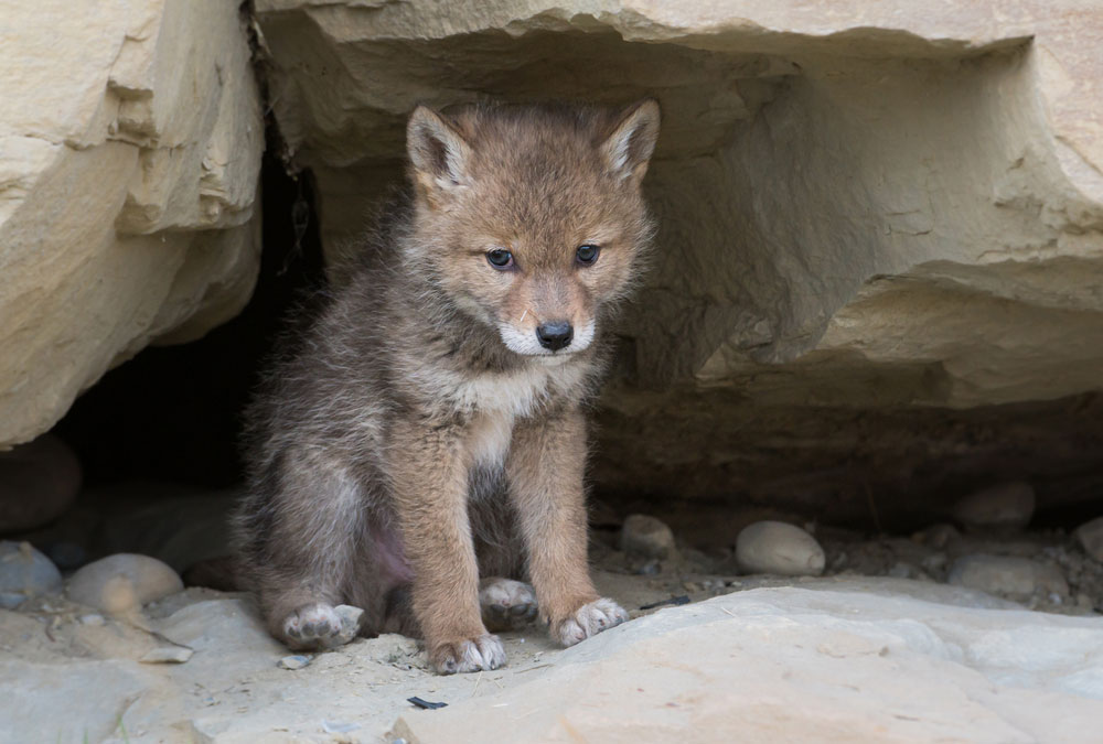 A coyote pup sits in his den