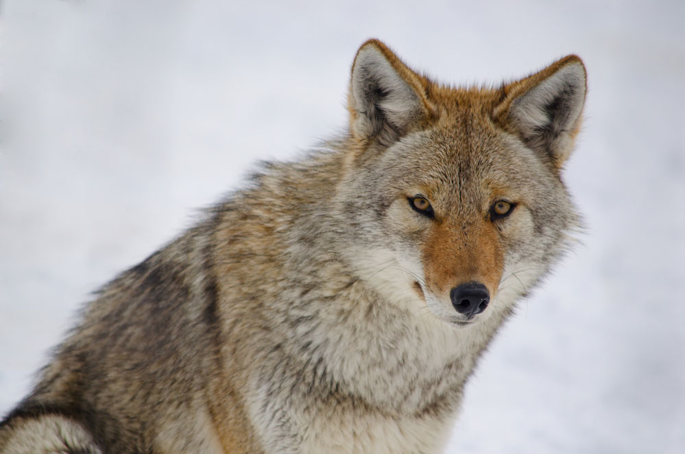 An adult coyote in a cold snowy environment