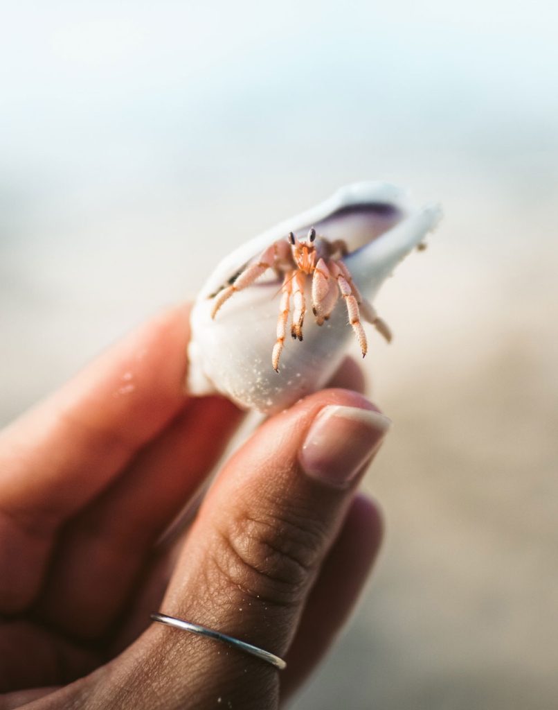 Hermit Crab at the beach being held in a woman's fingers