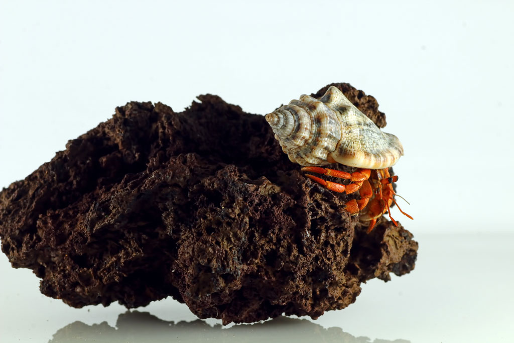 Hermit Crab in a terrarium playing and climbing on a rock