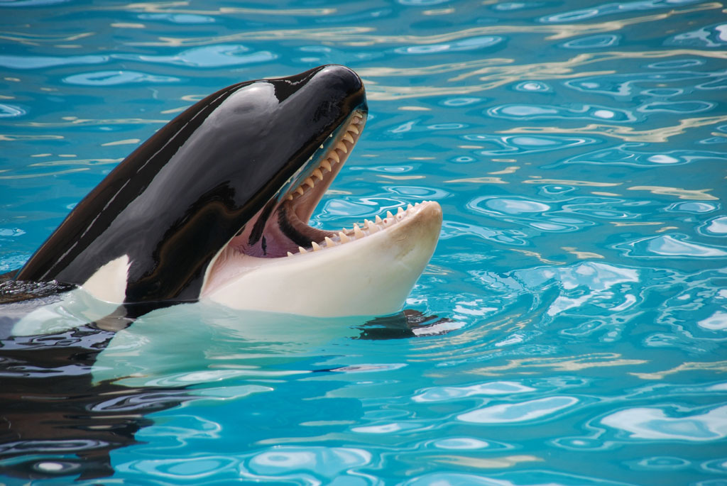 A killer whale ready for food with his head sticking out of the water