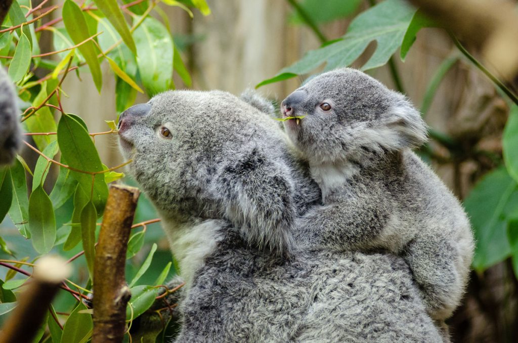 A koala and her baby holding onto her back