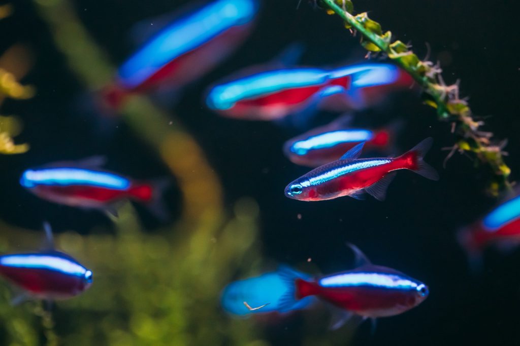 Neon Tetra