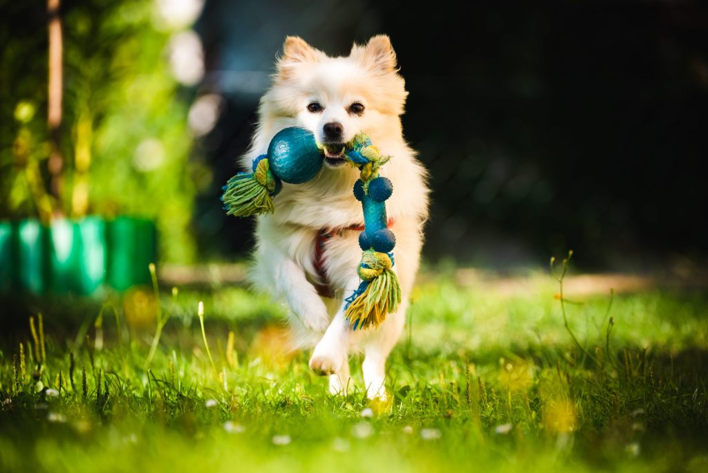 A Pomeranian Dog running with a toy in its mouth