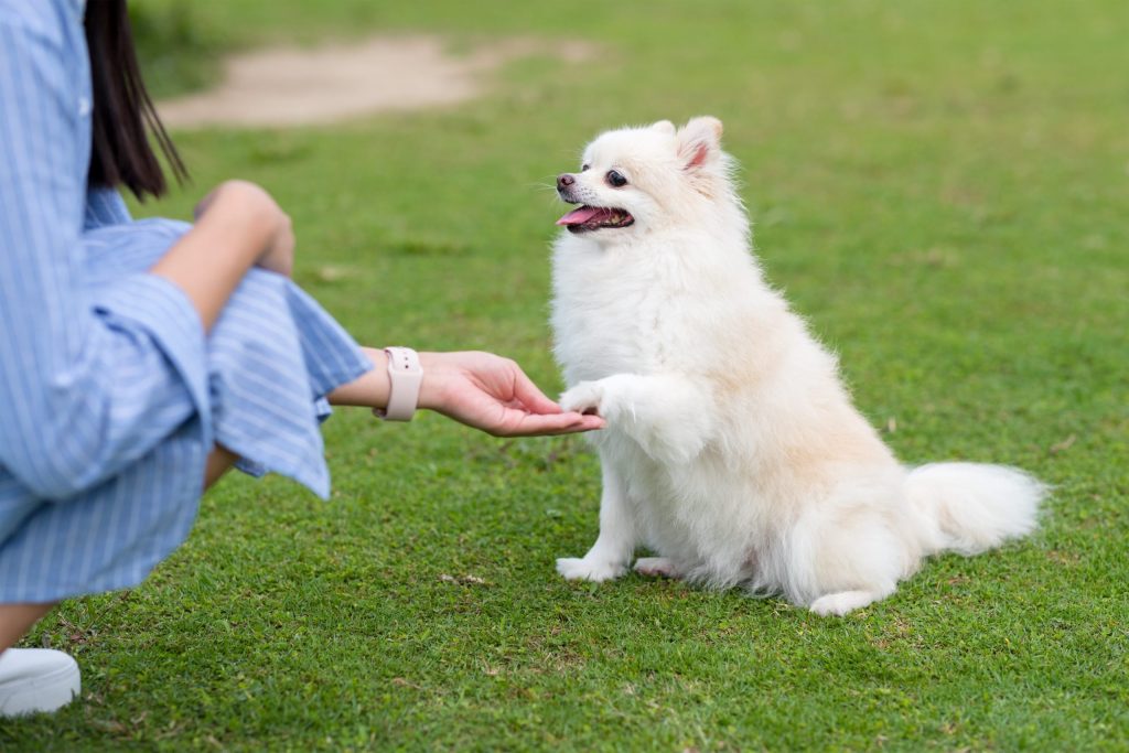 Pomeranian Training holding up its paw to her owner