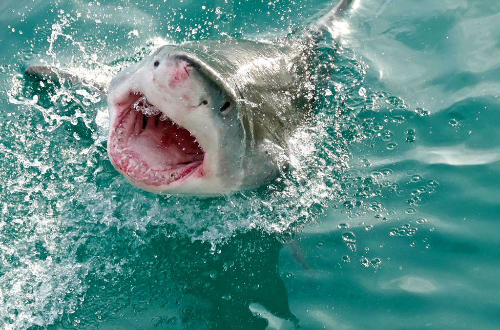 A Great White Shark with its mouth open displaying its rows of teeth and tongue