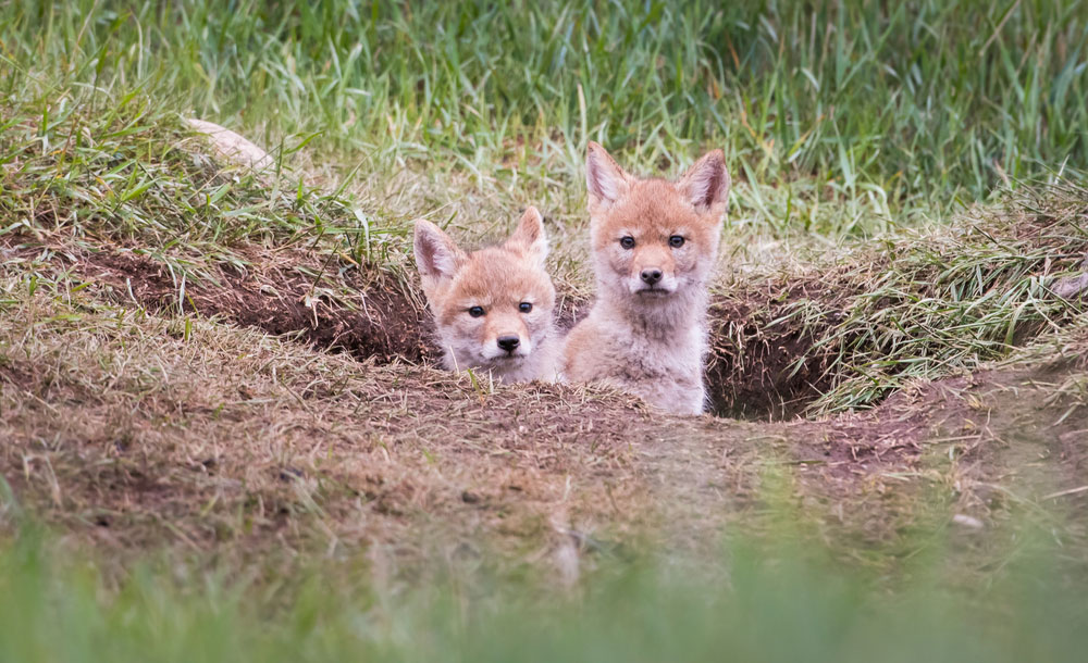 Two baby coyote puppies poke their heads out of their den hole