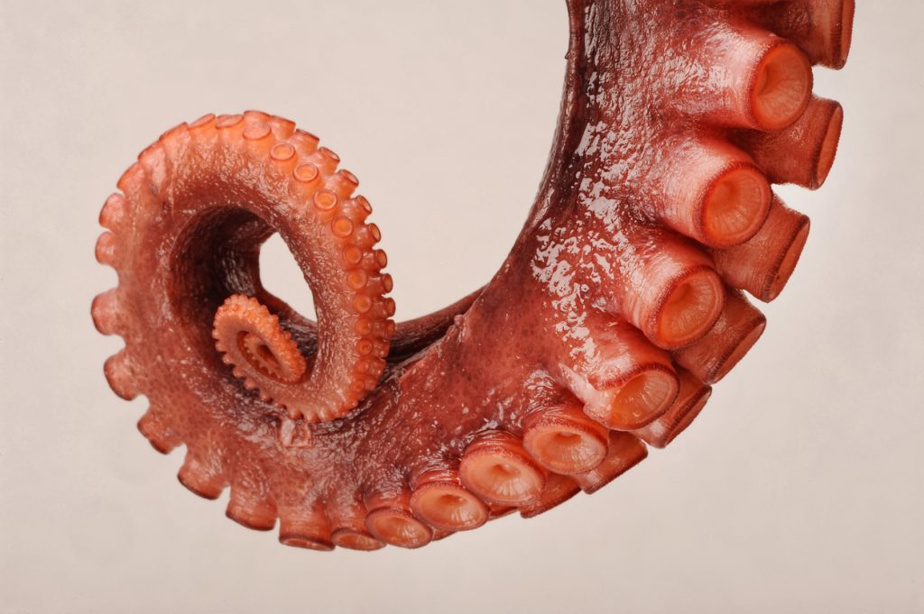 An octopus tentacle arm wrapped up with suction cups
