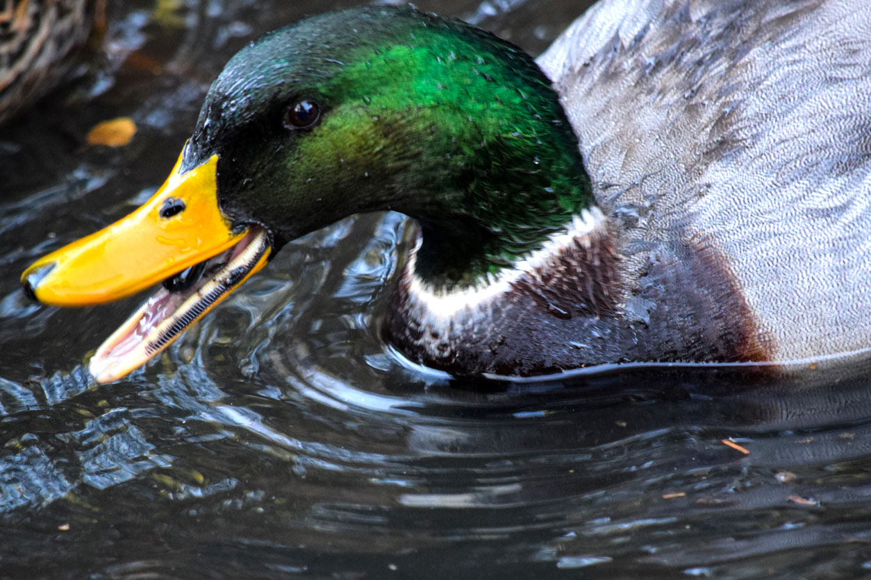 Do ducks have teeth?