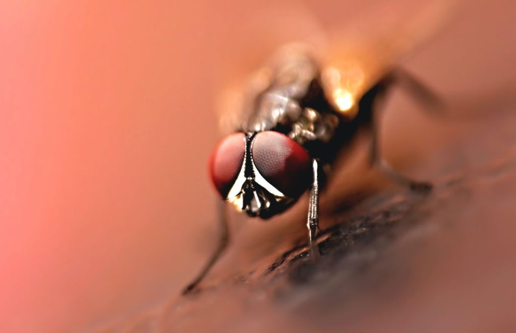 A close up photograph of a fly insect with detail of the eyes
