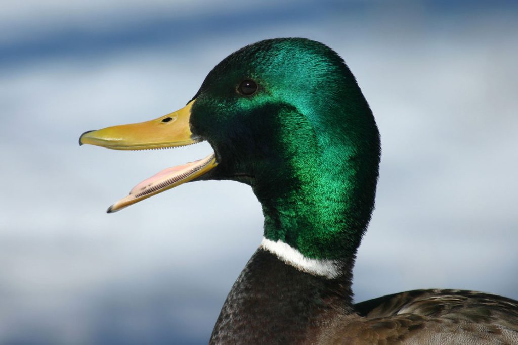 A mallard duck with its beak open showing off its teeth-like bristles