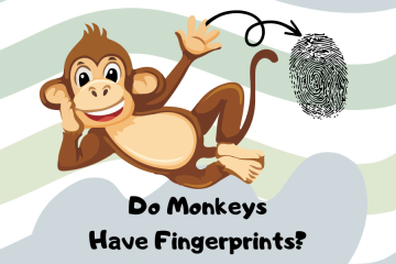do monkeys have fingerprints