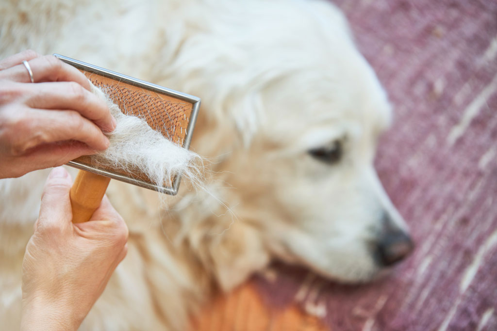 A dog brush full of yellow hair from the golden retriever dog