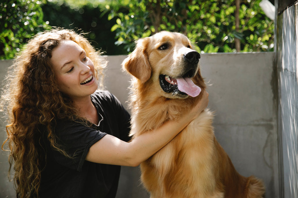 A happy Golden Retriever dog being cuddled with its owner