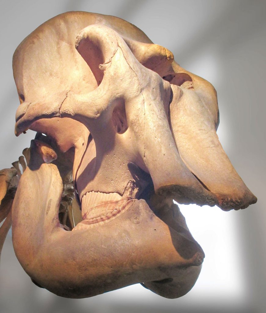 The skull of an Indian / Asian elephant