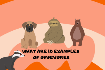 what are 10 examples of omnivores
